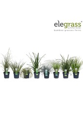 Gräser-Mix-Tray - Elegrass Winterhart und Immergrün P14