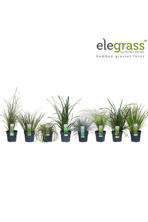 Gräser-Mix-Tray - Elegrass Winterhart und Immergrün P14