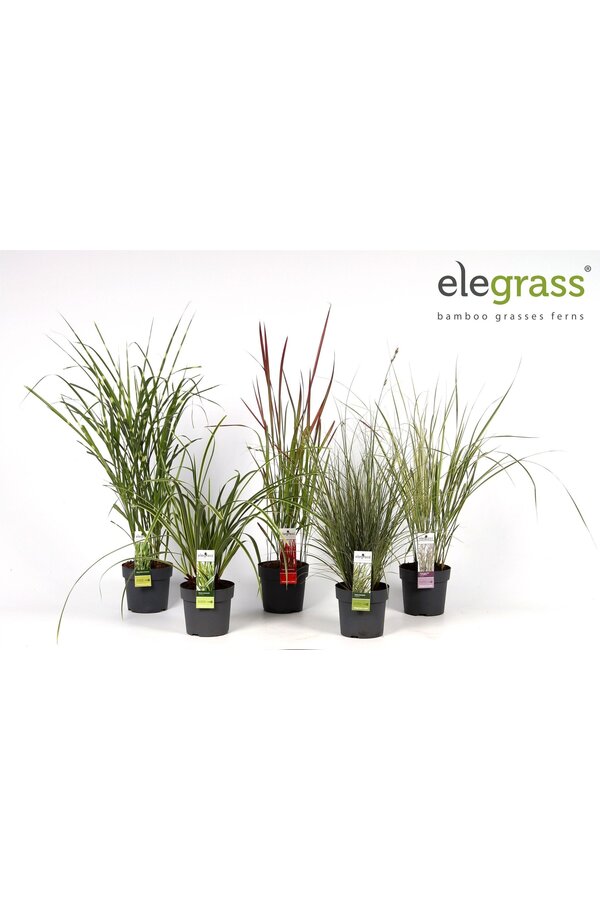Gräser-Mix-Tray - Elegrass Winterhart und Immergrün P14