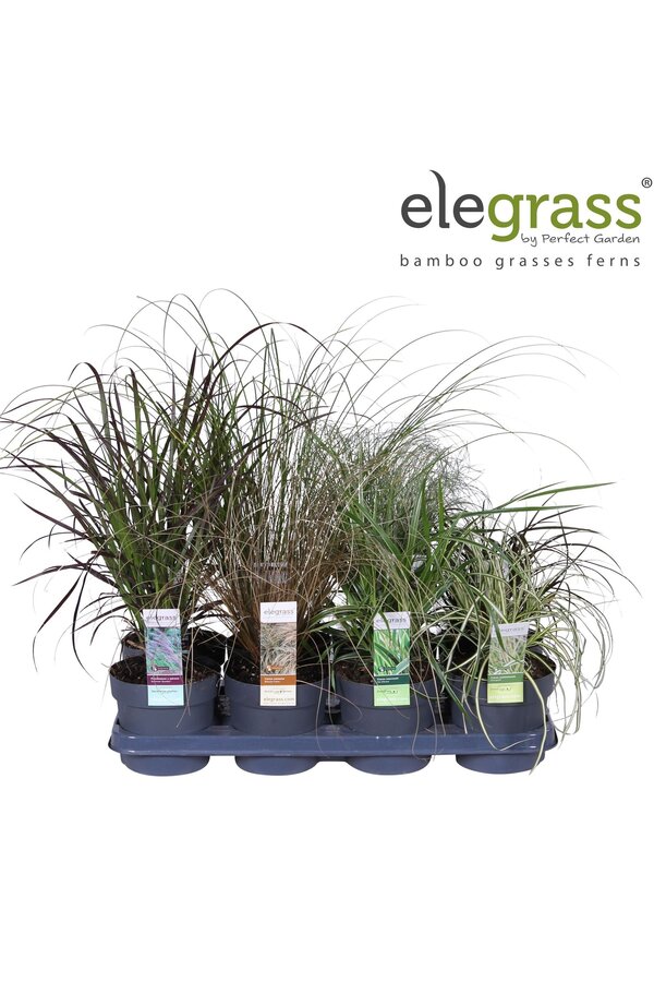 Gräser-Mix-Tray - Elegrass Winterhart und Immergrün P14