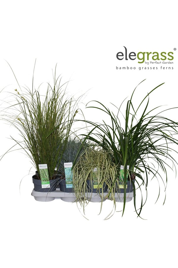 Gräser-Mix-Tray - Elegrass Winterhart und Immergrün P14
