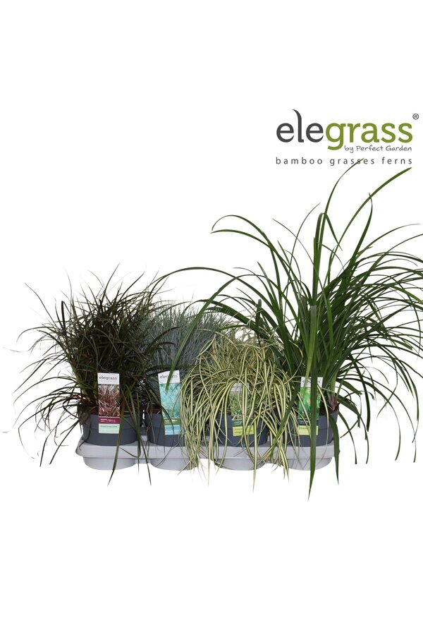Gräser-Mix-Tray - Elegrass Winterhart und Immergrün P14