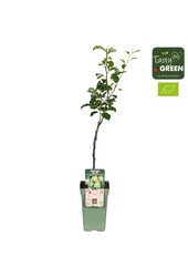 Pyrus communis Doyenne du Comice Bio P19