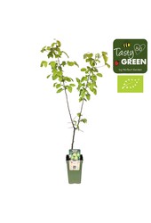 Pyrus communis Doyenne du Comice Bio P19