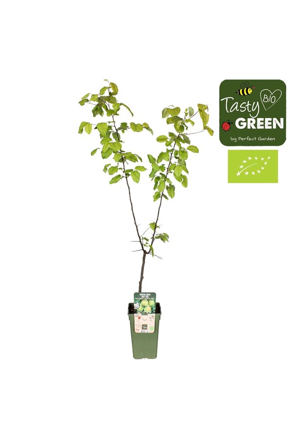 Pyrus communis Doyenne du Comice Bio P19