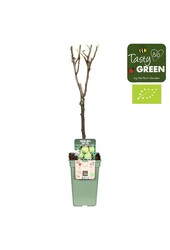 Pyrus communis Doyenne du Comice Bio P19