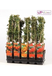 Pyracantha-Mix-Schale P15