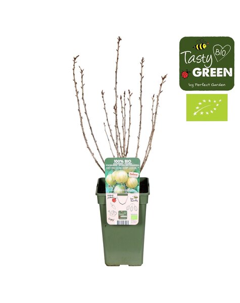 Ribes uva-crispa Crispa® Goldling® Bio P19