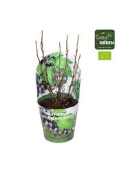 Ribes Low® Little Black Sugar® Bio P14