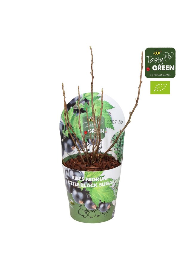Ribes Low® Little Black Sugar® Bio P14
