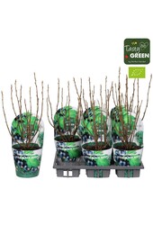 Ribes Low® Little Black Sugar® Bio P14