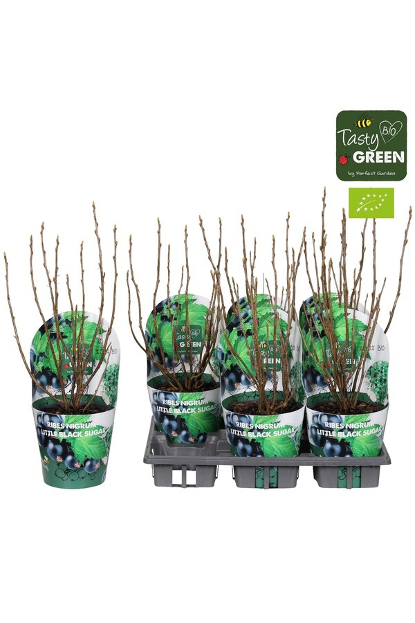 Ribes Low® Little Black Sugar® Bio P14