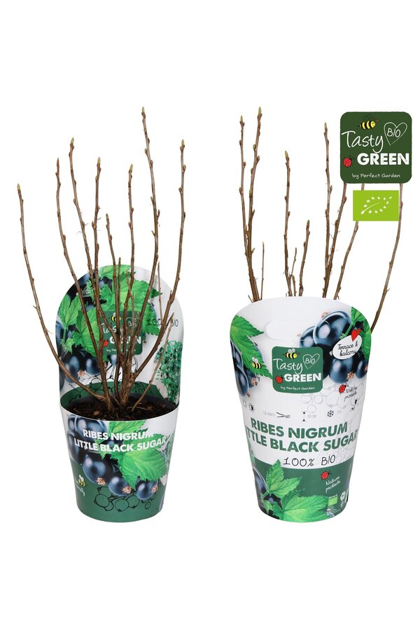 Ribes Low® Little Black Sugar® Bio P14