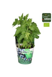 Ribes Low® Little Black Sugar® Bio P14