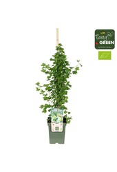 Ribes uva-crispa Easycrisp® Mr. Green® Bio P23