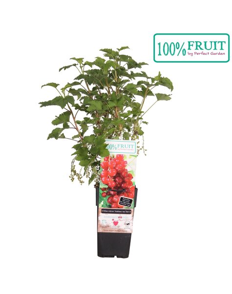 Ribes rubrum Jonkheer van Tets P15