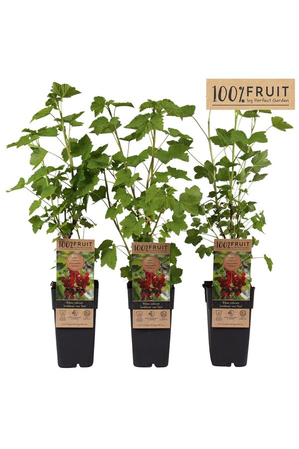 Ribes rubrum Jonkheer van Tets P15