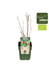 Ribes uva-crispa Captivator Bio P13