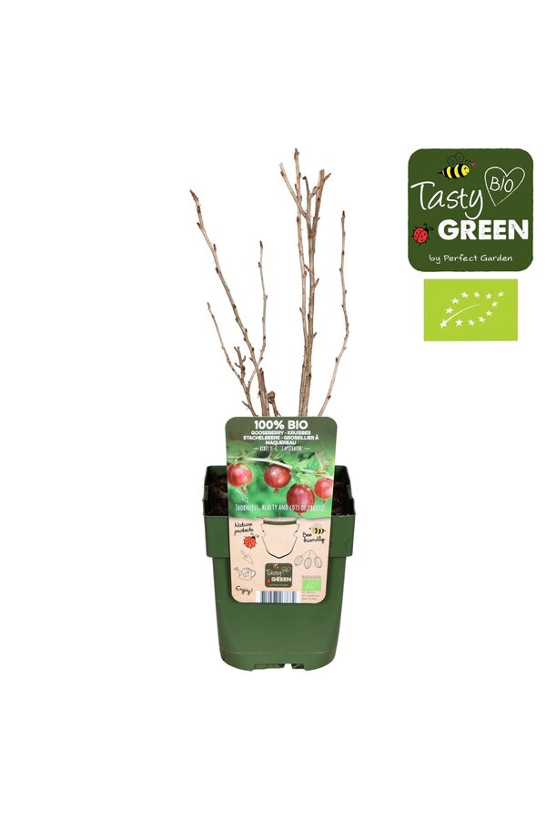 Ribes uva-crispa Captivator Bio P13