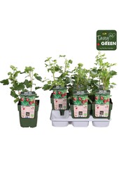 Ribes uva-crispa Captivator Bio P13