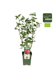 Ribes Ribest® Lisette® Bio P23
