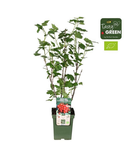 Ribes Ribest® Lisette® Bio P23