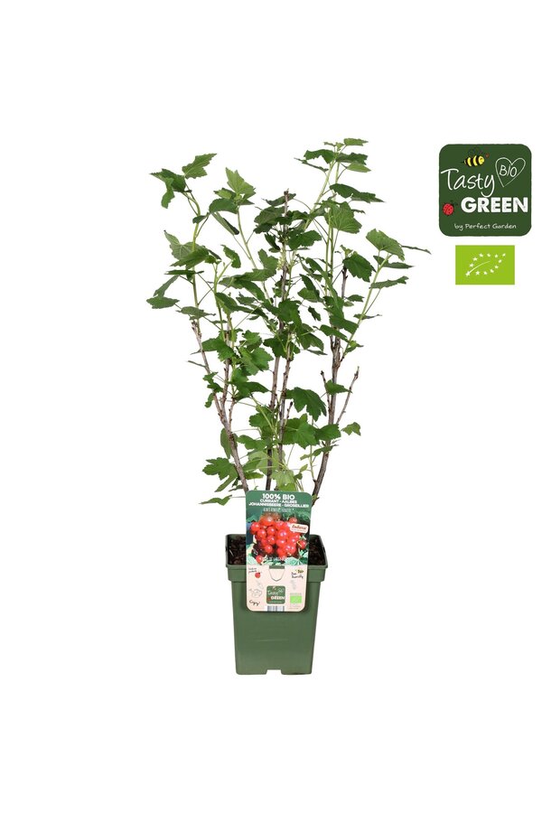 Ribes Ribest® Lisette® Bio P23