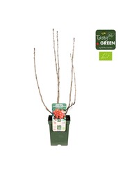 Ribes Ribest® Lisette® Bio P23
