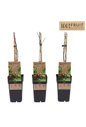 Ribes uva-crispa Captivator P15