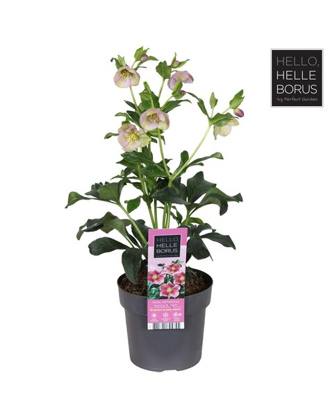 Helleborus orientalis Hello Pink P17