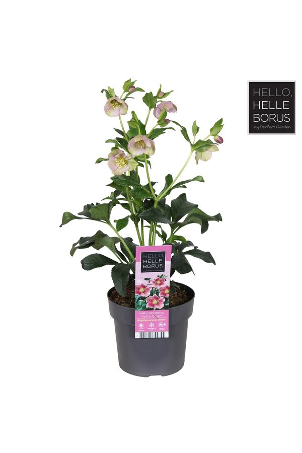 Helleborus orientalis Hello Pink P17