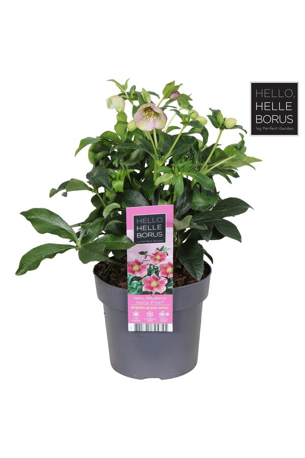 Helleborus orientalis Hello Pink P17