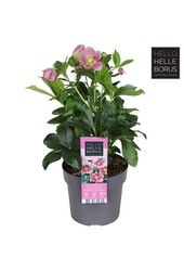 Helleborus orientalis Hello Pink P17
