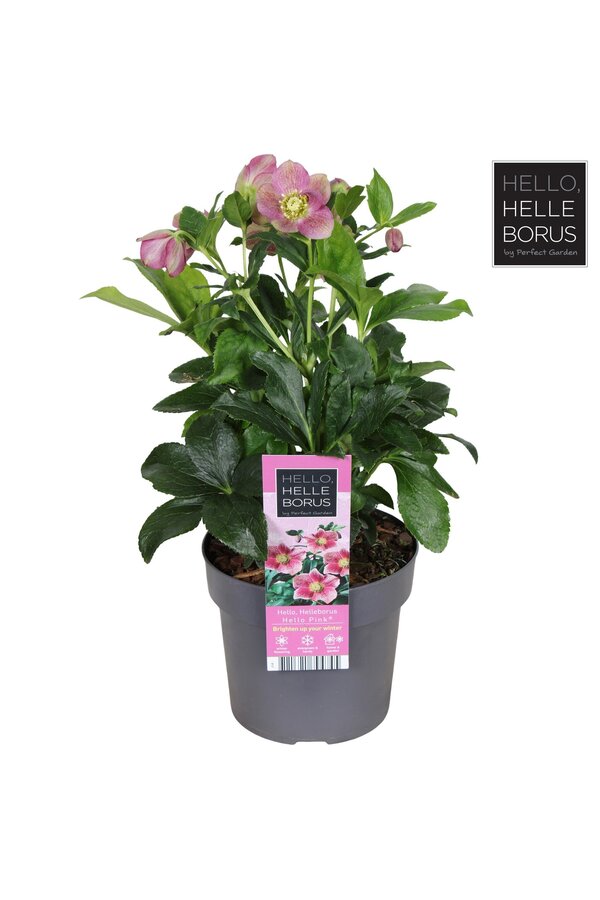 Helleborus orientalis Hello Pink P17