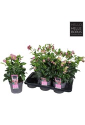 Helleborus orientalis Hello Pink P17