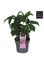 Helleborus orientalis Hello Pink P17