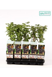 Rubus fruticosus Black Satin P15