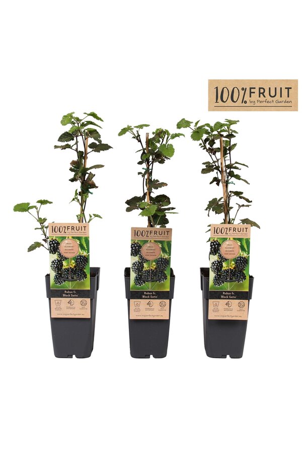 Rubus fruticosus Black Satin P15