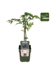 Rubus fruticosus Thornless Evergreen Bio P13