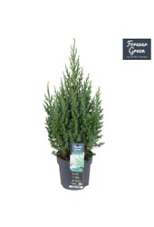 Juniperus chinensis Stricta P14