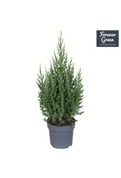 Juniperus chinensis Stricta P14