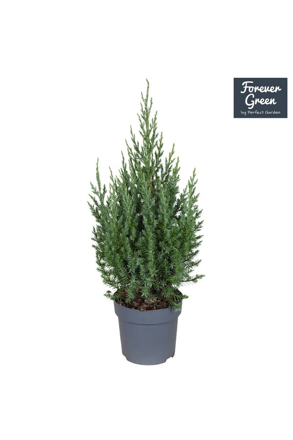 Juniperus chinensis Stricta P14