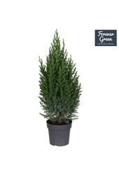Juniperus chinensis Stricta P14