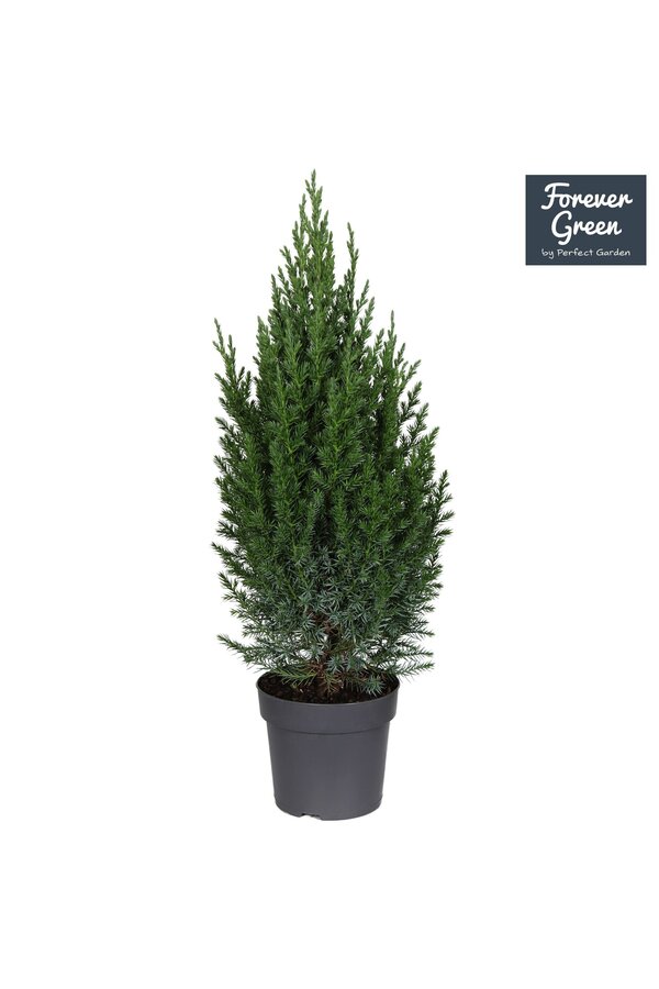 Juniperus chinensis Stricta P14