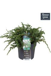 Juniperus communis Repanda P14