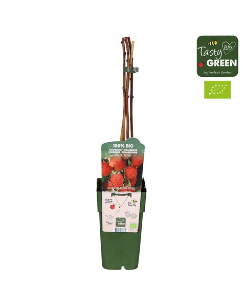 Rubus idaeus Heritage Bio P15