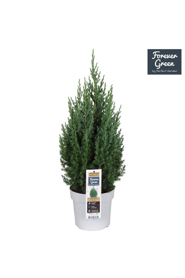 Juniperus chinensis Stricta P19 - Bio