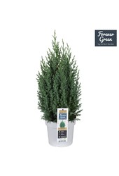 Juniperus chinensis Stricta P19 - Bio