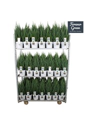 Juniperus chinensis Stricta P19 - Bio