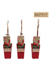 Rubus idaeus Twotimer Sugana Red® P15